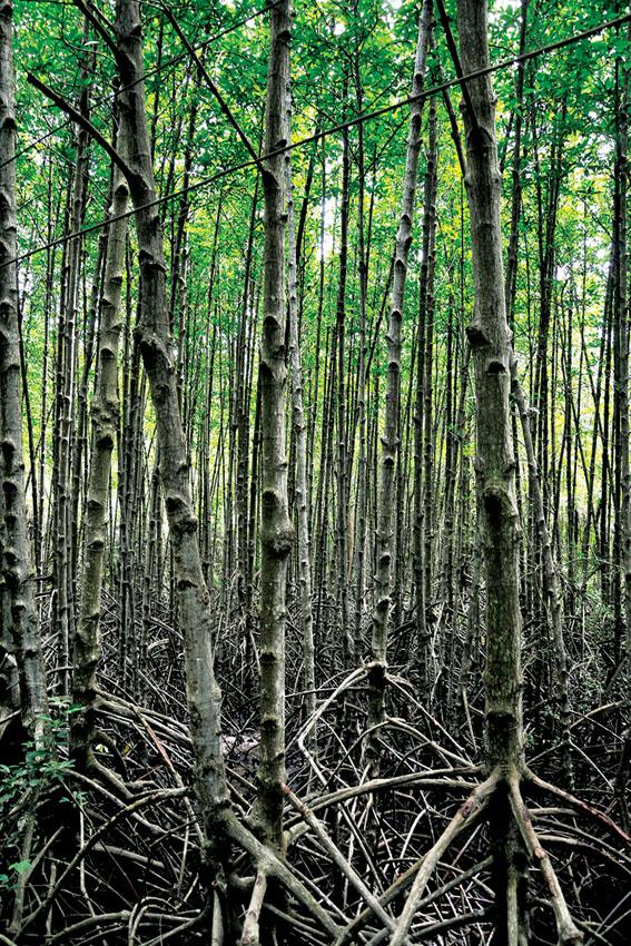 RỪNG SÁT: Về Việc Bị Kiểm Duyệt Ở Việt Nam